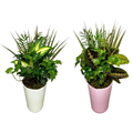 Tall Pink and White Pot